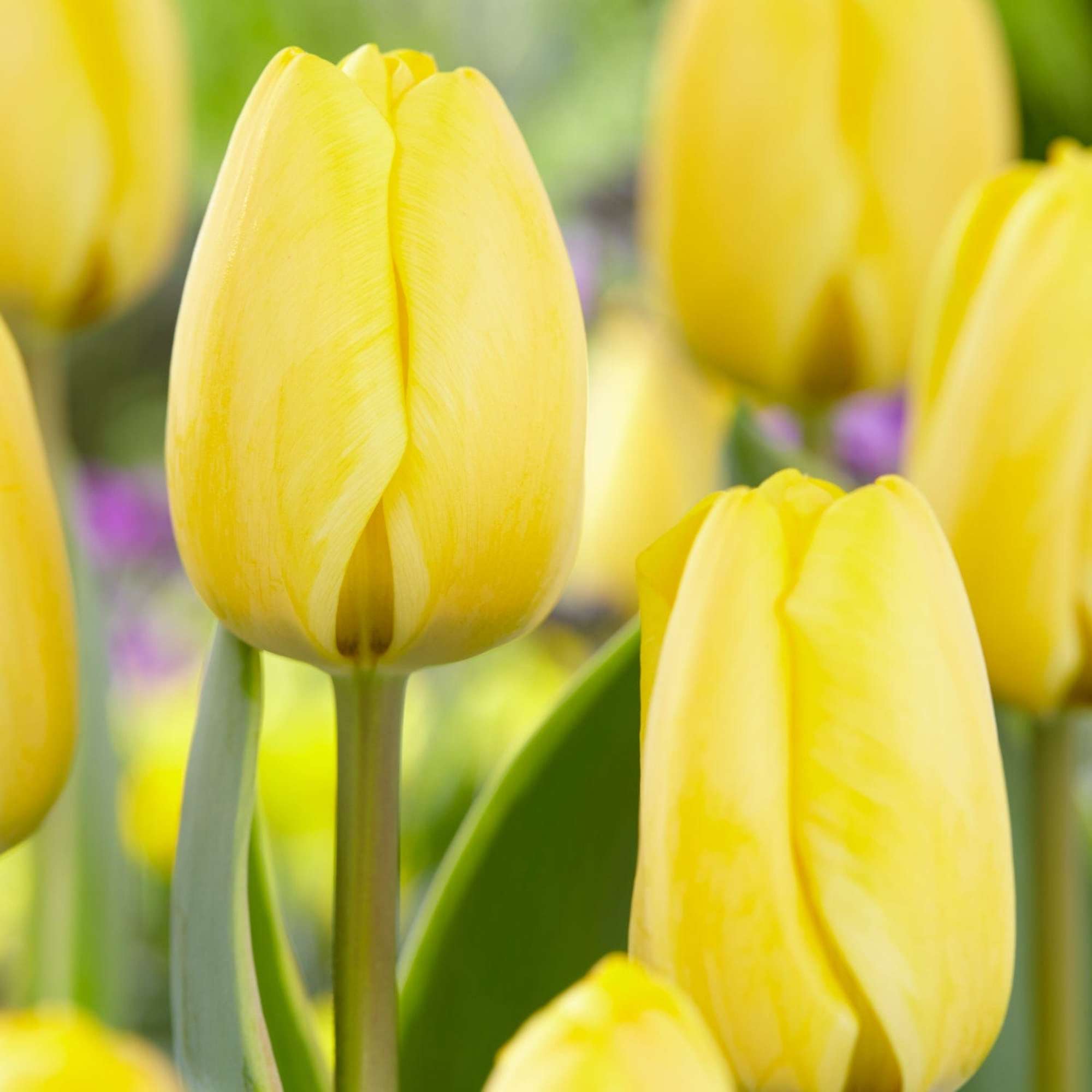 Tulpe 'Jaap Groot'